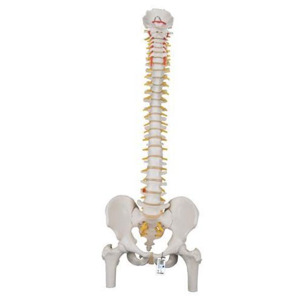 3B Scientific Classic Flexible Spine with Femur Heads - w/ 3B Smart Anatomy 1000122